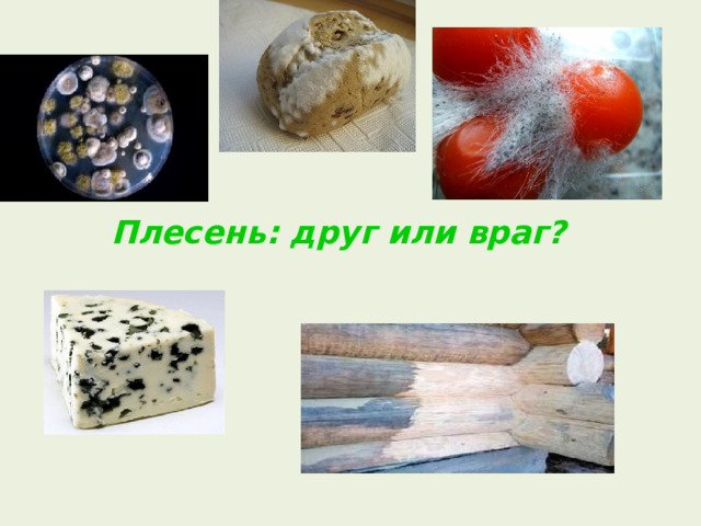 Плесень: друг или враг?     