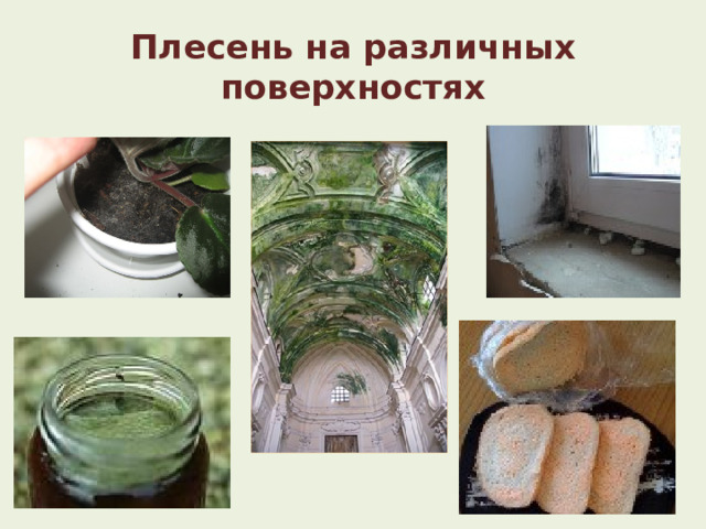 Плесень на различных поверхностях 