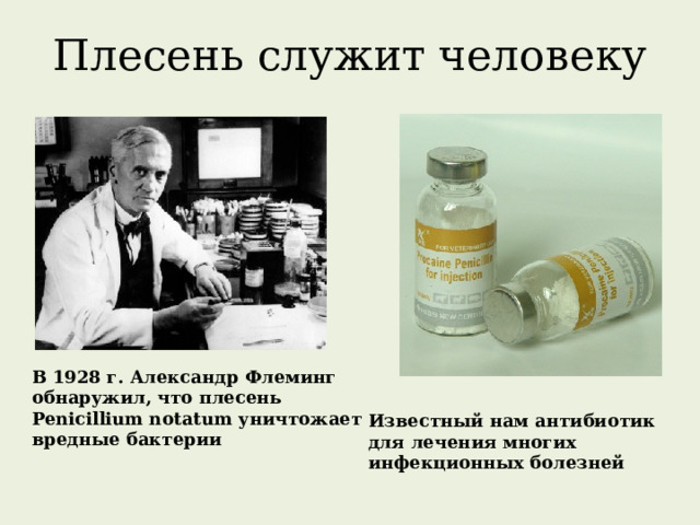 Плесень служит человеку В 1928 г. Александр Флеминг обнаружил, что плесень Penicillium notatum уничтожает вредные бактерии Известный нам антибиотик для лечения многих инфекционных болезней 