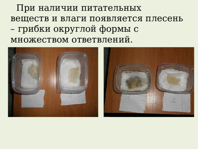  При наличии питательных веществ и влаги появляется плесень – грибки округлой формы с множеством ответвлений. 