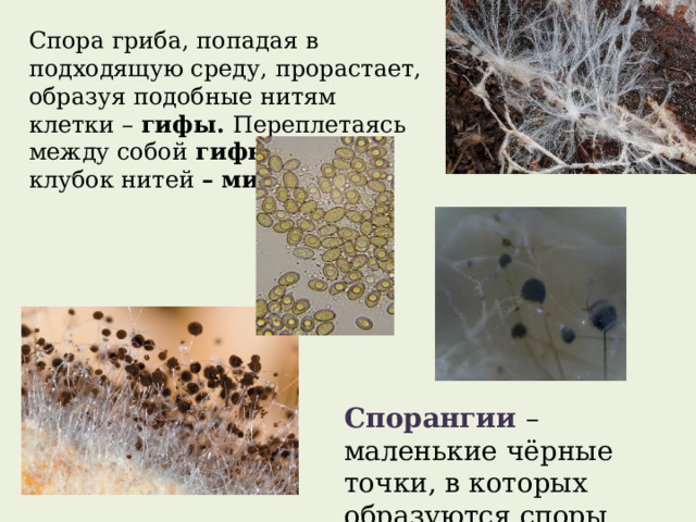 Спора гриба, попадая в подходящую среду, прорастает, образуя подобные нитям клетки – гифы. Переплетаясь между собой гифы образуют клубок нитей – мицелий. Спорангии – маленькие чёрные точки, в которых образуются споры. 