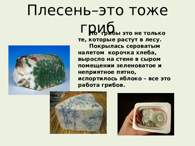 Плесень–это тоже гриб  Но грибы это не только те, которые растут в лесу.  Покрылась сероватым налетом корочка хлеба, выросло на стене в сыром помещении зеленоватое и неприятное пятно, испортилось яблоко – все это работа грибов. 