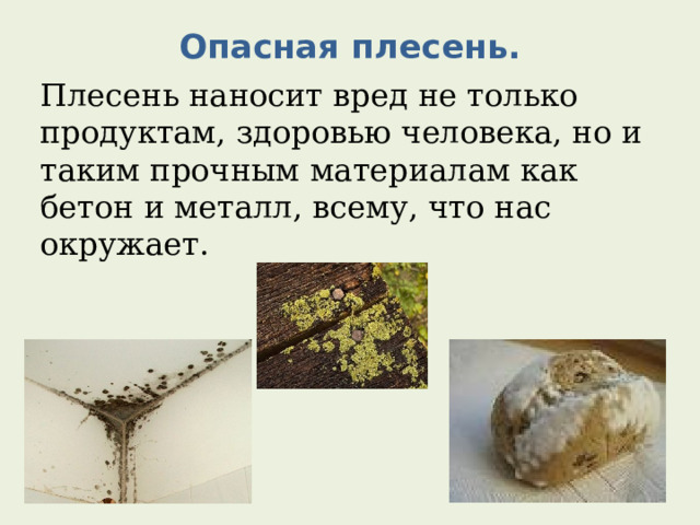 Опасная плесень.   Плесень наносит вред не только продуктам, здоровью человека, но и таким прочным материалам как бетон и металл, всему, что нас окружает. 