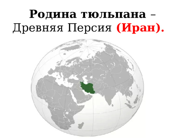 Родина тюльпана – Древняя Персия (Иран). 