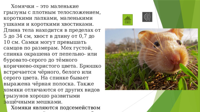  Хомячки – это маленькие грызуны с плотным телосложением, короткими лапками, маленькими ушками и короткими хвостиками. Длина тела находится в пределах от 5 до 34 см, хвост в длину от 0,7 до 10 см. Самки могут превышать самцов по размерам. Мех густой, спинка окрашена от пепельно- или буровато-серого до тёмного коричнево-охристого цвета. Брюшко встречается чёрного, белого или серого цвета. На спинке бывает выражена чёрная полоска. Также хомяки отличаются от других видов грызунов хорошо развитыми защёчными мешками.  Хомяки являются подсемейством грызунов семейства хомяковых. Они широко распространены по всему миру, так как стали для многих людей домашними любимцами. 