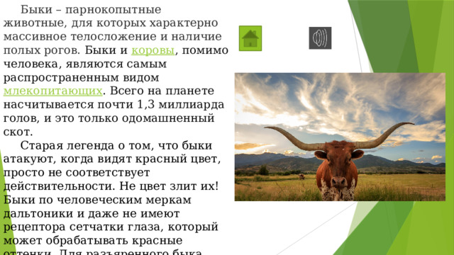  Быки – парнокопытные животные, для которых характерно массивное телосложение и наличие полых рогов. Быки и  коровы , помимо человека, являются самым распространенным видом  млекопитающих . Всего на планете насчитывается почти 1,3 миллиарда голов, и это только одомашненный скот.  Старая легенда о том, что быки атакуют, когда видят красный цвет, просто не соответствует действительности. Не цвет злит их! Быки по человеческим меркам дальтоники и даже не имеют рецептора сетчатки глаза, который может обрабатывать красные оттенки. Для разъяренного быка ярко-красный плащ выглядит тускло-желтовато-серым.    