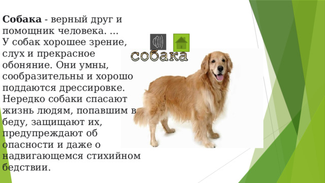 Собака  - верный друг и помощник человека. ... У собак хорошее зрение, слух и прекрасное обоняние. Они умны, сообразительны и хорошо поддаются дрессировке. Нередко собаки спасают жизнь людям, попавшим в беду, защищают их, предупреждают об опасности и даже о надвигающемся стихийном бедствии. 