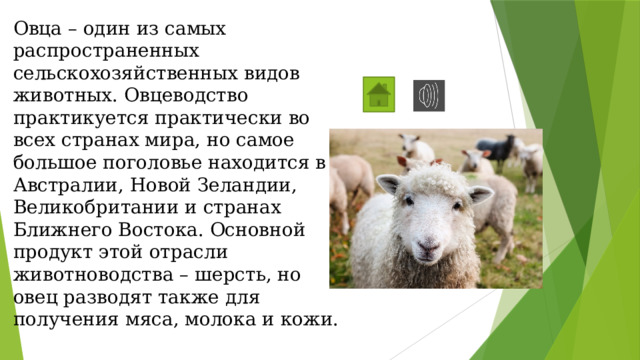 Овца – один из самых распространенных сельскохозяйственных видов животных. Овцеводство практикуется практически во всех странах мира, но самое большое поголовье находится в Австралии, Новой Зеландии, Великобритании и странах Ближнего Востока. Основной продукт этой отрасли животноводства – шерсть, но овец разводят также для получения мяса, молока и кожи. 