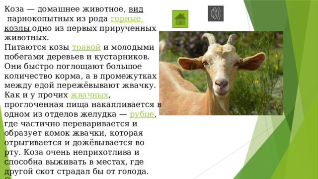 Коза — домашнее животное,  вид  парнокопытных из рода  горные козлы ,одно из первых прирученных животных. Питаются козы  травой  и молодыми побегами деревьев и кустарников. Они быстро поглощают большое количество корма, а в промежутках между едой пережёвывают жвачку. Как и у прочих  жвачных , проглоченная пища накапливается в одном из отделов желудка —  рубце , где частично переваривается и образует комок жвачки, которая отрыгивается и дожёвывается во рту. Коза очень неприхотлива и способна выживать в местах, где другой скот страдал бы от голода. Она может переносить сильные морозы и жару, но плохо приспособлена к сырому климату. 