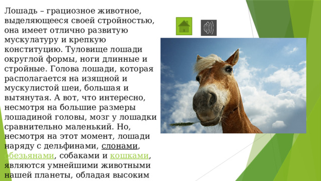 Лошадь – грациозное животное, выделяющееся своей стройностью, она имеет отлично развитую мускулатуру и крепкую конституцию. Туловище лошади округлой формы, ноги длинные и стройные. Голова лошади, которая располагается на изящной и мускулистой шеи, большая и вытянутая. А вот, что интересно, несмотря на большие размеры лошадиной головы, мозг у лошадки сравнительно маленький. Но, несмотря на этот момент, лошади наряду с дельфинами,  слонами ,  обезьянами , собаками и  кошками , являются умнейшими животными нашей планеты, обладая высоким интеллектом, они отлично поддаются дрессировке и обучению. 