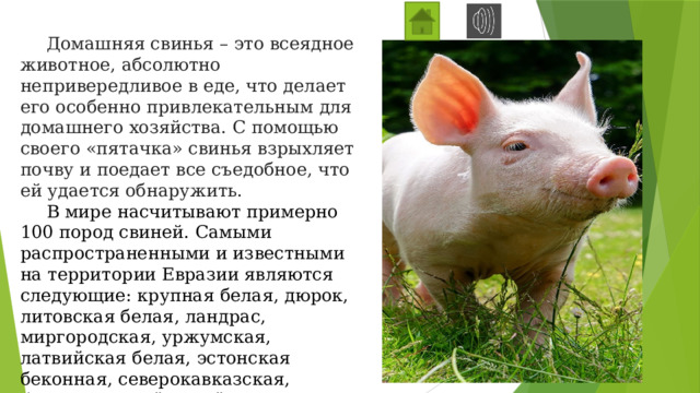  Домашняя свинья – это всеядное животное, абсолютно непривередливое в еде, что делает его особенно привлекательным для домашнего хозяйства. С помощью своего «пятачка» свинья взрыхляет почву и поедает все съедобное, что ей удается обнаружить.  В мире насчитывают примерно 100 пород свиней. Самыми распространенными и известными на территории Евразии являются следующие: крупная белая, дюрок, литовская белая, ландрас, миргородская, уржумская, латвийская белая, эстонская беконная, северокавказская, белорусская чёрно-пёстрая, калининская, лапшинская, ливенская, брейтовская. 
