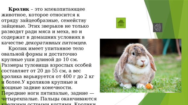  Кролик  – это млекопитающее животное, которое относится к отряду зайцеобразные, семейству зайцевые. Этих зверьков не только разводят ради мяса и меха, но и содержат в домашних условиях в качестве  декоративных питомцев .  Кролик имеет упитанное тело овальной формы и достаточно крупные уши длиной до 10 см. Размеры туловища взрослых особей составляет от 20 до 55 см, а вес кролика варьируется от 400 г до 2 кг и более.У кроликов крупные и мощные задние конечности. Передние ноги пятипалые, задние — четырехпалые. Пальцы оканчиваются крепкими острыми когтями. Кролики относятся к типу пальцеходящих животных, при ходьбе им служат опорой кончики пальцев. 