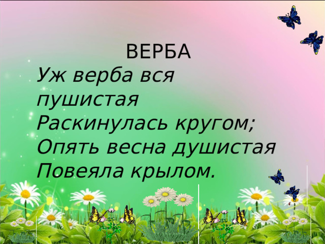 ВЕРБА Уж верба вся пушистая Раскинулась кругом; Опять весна душистая Повеяла крылом.  