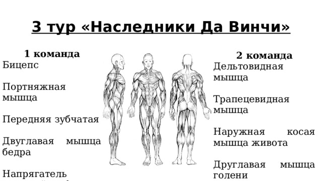 3 тур «Наследники Да Винчи» 1 команда Бицепс Портняжная мышца Передняя зубчатая Двуглавая мышца бедра Напрягатель широкой фасции бедра 2 команда Дельтовидная мышца Трапецевидная мышца Наружная косая мышца живота Друглавая мышца голени Гребенчатая мышца 