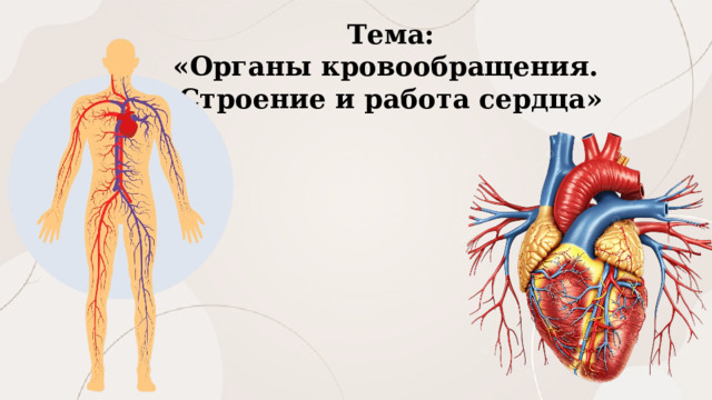 Тема: «Органы кровообращения. Строение и работа сердца»  