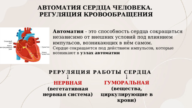 АВТОМАТИЯ СЕРДЦА ЧЕЛОВЕКА. РЕГУЛЯЦИЯ КРОВООБРАЩЕНИЯ Автоматия - это способность сердца сокращаться независимо от внешних условий под влиянием импульсов, возникающих в нём самом. Сердце сокращается под действием импульсов, которые возникают в  узлах автоматии РЕРУЛЯЦИЯ РАБОТЫ СЕРДЦА ГУМОРАЛЬНАЯ (вещества, циркулирующие в крови) НЕРВНАЯ (вегетативная нервная система) 