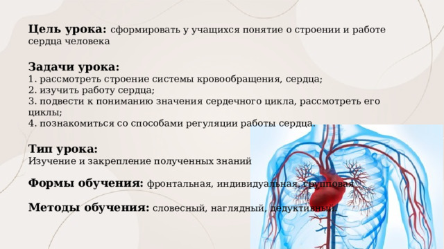 Цель урока: сформировать у учащихся понятие о строении и работе сердца человека  Задачи урока: 1. рассмотреть строение системы кровообращения, сердца; 2. изучить работу сердца; 3. подвести к пониманию значения сердечного цикла, рассмотреть его циклы; 4. познакомиться со способами регуляции работы сердца. Тип урока: Изучение и закрепление полученных знаний Формы обучения: фронтальная, индивидуальная, групповая Методы обучения: словесный, наглядный, дедуктивный. 