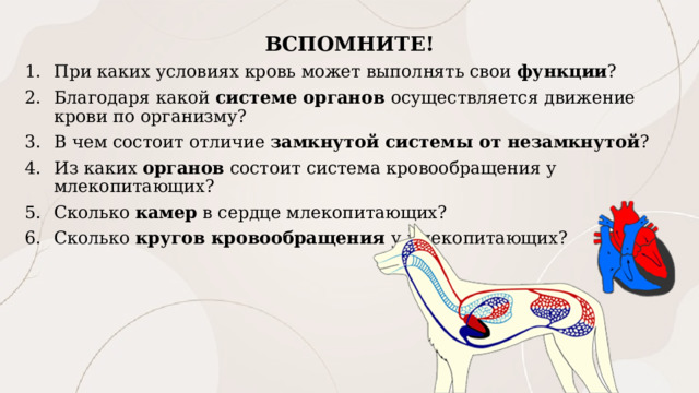 ВСПОМНИТЕ! При каких условиях кровь может выполнять свои функции ? Благодаря какой системе органов осуществляется движение крови по организму? В чем состоит отличие замкнутой системы от незамкнутой ? Из каких органов состоит система кровообращения у млекопитающих? Сколько камер в сердце млекопитающих? Сколько кругов кровообращения у млекопитающих? 