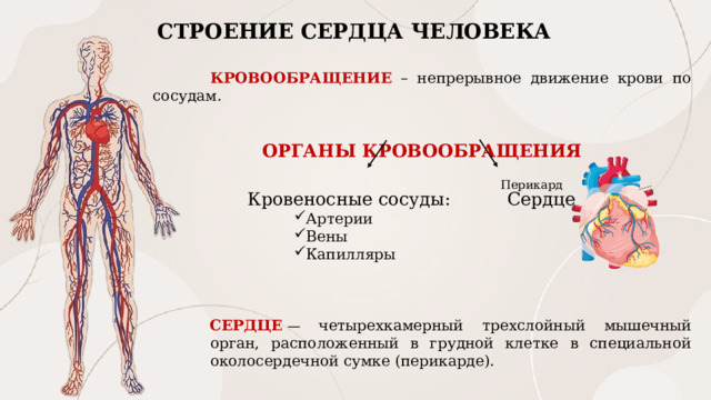 СТРОЕНИЕ СЕРДЦА ЧЕЛОВЕКА КРОВООБРАЩЕНИЕ – непрерывное движение крови по сосудам. ОРГАНЫ КРОВООБРАЩЕНИЯ Кровеносные сосуды: Сердце Артерии Вены Капилляры   СЕРДЦЕ  — четырехкамерный трехслойный мышечный орган, расположенный в грудной клетке в специальной околосердечной сумке (перикарде).  Перикард 