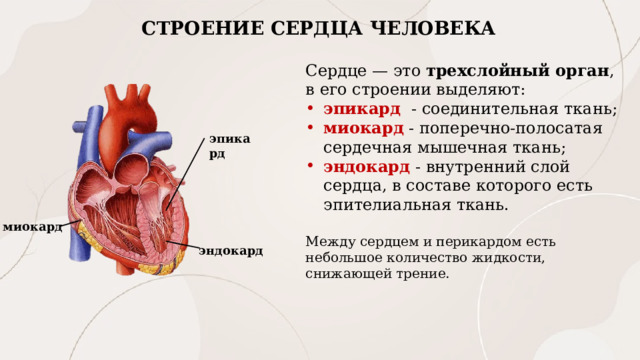 СТРОЕНИЕ СЕРДЦА ЧЕЛОВЕКА Сердце — это  трехслойный орган , в его строении выделяют: эпикард   - соединительная ткань; миокард  - поперечно-полосатая сердечная мышечная ткань; эндокард  - внутренний слой сердца, в составе которого есть эпителиальная ткань. Между сердцем и перикардом есть небольшое количество жидкости, снижающей трение. эпикард миокард эндокард 