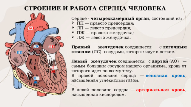 СТРОЕНИЕ И РАБОТА СЕРДЦА ЧЕЛОВЕКА Сердце - четырехкамерный орган , состоящий из: ПП — правого предсердия; ЛП — левого предсердия; ПЖ — правого желудочка; ЛЖ — левого желудочка. Правый желудочек  соединяется с  легочным стволом  (ЛС) сосудами, которые идут в легкие.    Левый желудочек  соединяется с  аортой  (АО) — самым большим сосудом нашего организма, кровь от которого идет по всему телу. В правой половине сердца —   венозная кровь , насыщенная углекислым газом. В левой половине сердца —  артериальная кровь , насыщенная кислородом. АО ЛС ЛП ПП ЛЖ ПЖ 