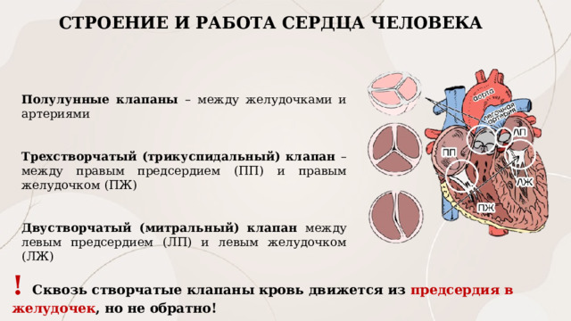 СТРОЕНИЕ И РАБОТА СЕРДЦА ЧЕЛОВЕКА Полулунные клапаны – между желудочками и артериями Трехстворчатый (трикуспидальный) клапан – между правым предсердием (ПП) и правым желудочком (ПЖ) Двустворчатый (митральный) клапан между левым предсердием (ЛП) и левым желудочком (ЛЖ) ! Сквозь створчатые клапаны кровь движется из предсердия в желудочек , но не обратно! 