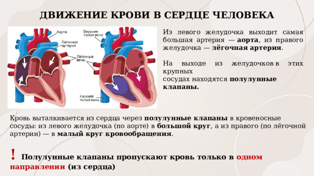 ДВИЖЕНИЕ КРОВИ В СЕРДЦЕ ЧЕЛОВЕКА Из левого желудочка выходит самая большая артерия —  аорта , из правого желудочка —  лёгочная артерия .   На выходе из желудочков в этих крупных сосудах находятся  полулунные клапаны. Кровь выталкивается из сердца через полулунные клапаны в кровеносные сосуды: из левого желудочка (по аорте) в большой круг , а из правого (по лёгочной артерии) — в малый круг кровообращения .  ! Полулунные клапаны пропускают кровь только в одном направлении (из сердца) 