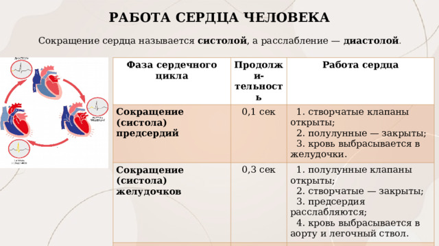 РАБОТА СЕРДЦА ЧЕЛОВЕКА Сокращение сердца называется  систолой , а расслабление —  диастолой . Фаза сердечного цикла Продолжи-тельность Сокращение (систола) предсердий Работа сердца 0,1 сек Сокращение (систола) желудочков 0,3 сек  створчатые клапаны открыты;  полулунные — закрыты;  кровь выбрасывается в желудочки. Диастола  — одновременное расслабление предсердий и желудочков  полулунные клапаны открыты;  створчатые — закрыты;   предсердия расслабляются;  кровь выбрасывается в аорту и легочный ствол. 0,4 сек  предсердия и желудочки расслаблены;  полулунные клапаны закрываются;  сердце заполняется кровью. 