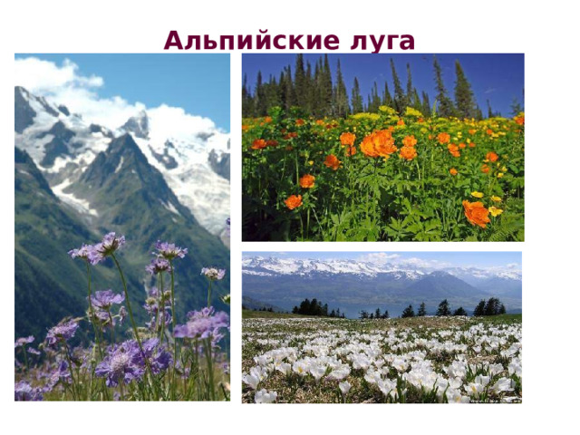 В горах - высотная поясность. До высоты 2000 м склоны покрыты лесами. 