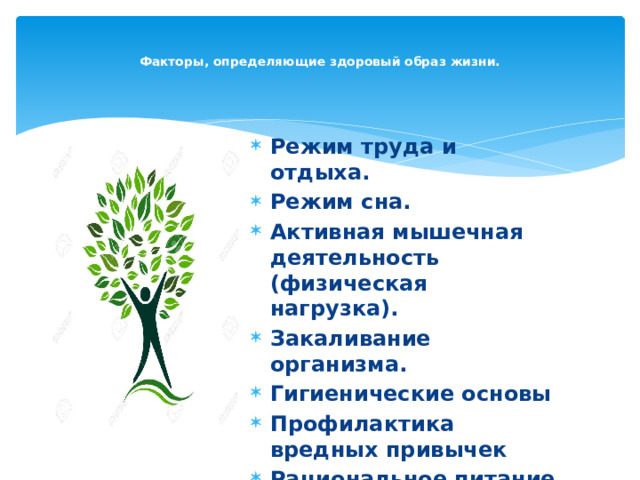   Факторы, определяющие здоровый образ жизни.      Режим труда и отдыха. Режим сна. Активная мышечная деятельность (физическая нагрузка). Закаливание организма. Гигиенические основы Профилактика вредных привычек Рациональное питание 