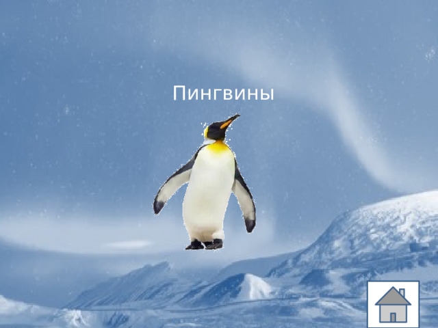 Пингвины 