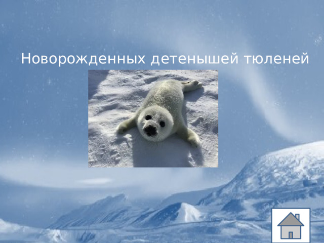 Новорожденных детенышей тюленей 