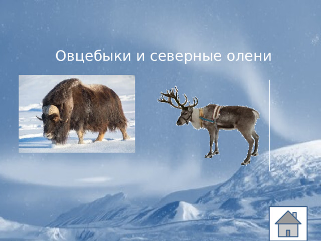 Овцебыки и северные олени 