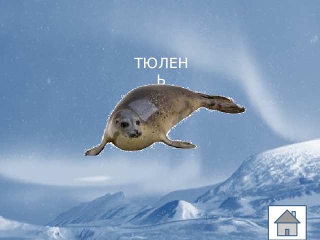 ТЮЛЕНЬ 