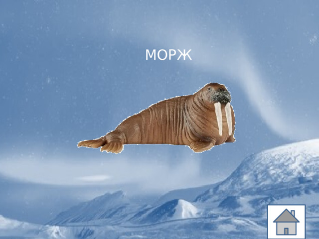 МОРЖ 