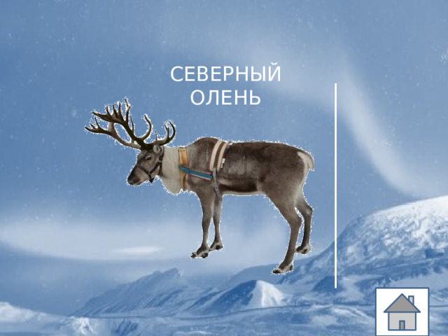 СЕВЕРНЫЙ ОЛЕНЬ 