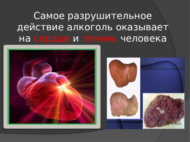 Самое разрушительное действие алкоголь оказывает на сердце и печень человека 