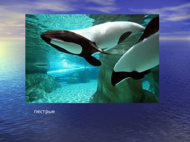 пестрые 