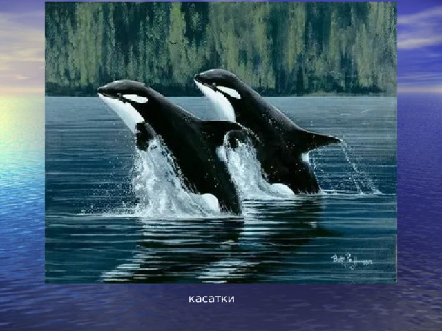касатки 