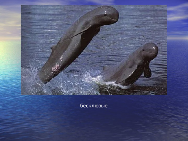 бесклювые 