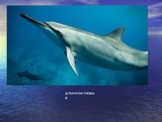 длинноклювые 