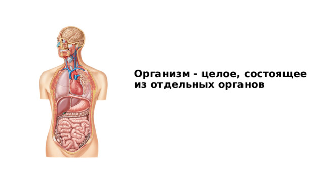 Организм - целое, состоящее из отдельных органов 