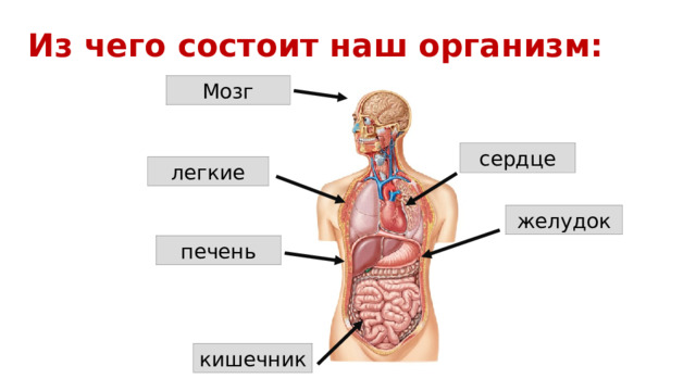 Из чего состоит наш организм: Мозг сердце легкие желудок печень кишечник 