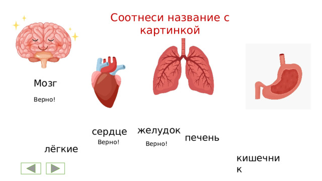 Соотнеси название с картинкой Мозг Верно! желудок сердце печень Верно! Верно! лёгкие кишечник 