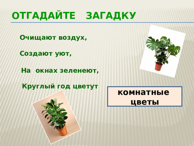 Отгадайте загадку  Очищают воздух, Создают уют,  На окнах зеленеют, Круглый год цветут комнатные цветы 