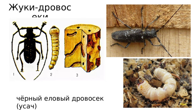 Жуки-дровосеки чёрный еловый дровосек (усач) 