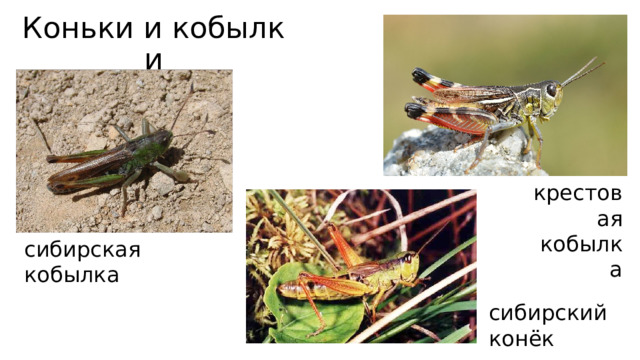 Коньки и кобылки крестовая кобылка сибирская кобылка сибирский конёк 