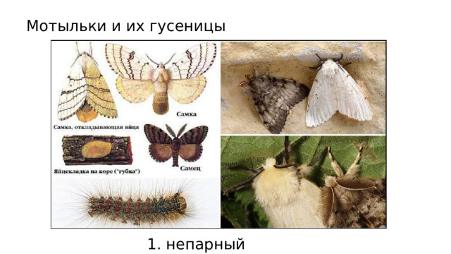 Мотыльки и их гусеницы 1. непарный шелкопряд 
