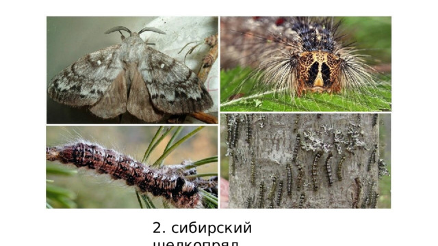 2. сибирский шелкопряд 