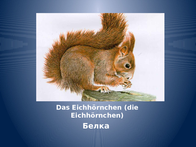 Das Eichhörnchen (die Eichhörnchen) Белка 